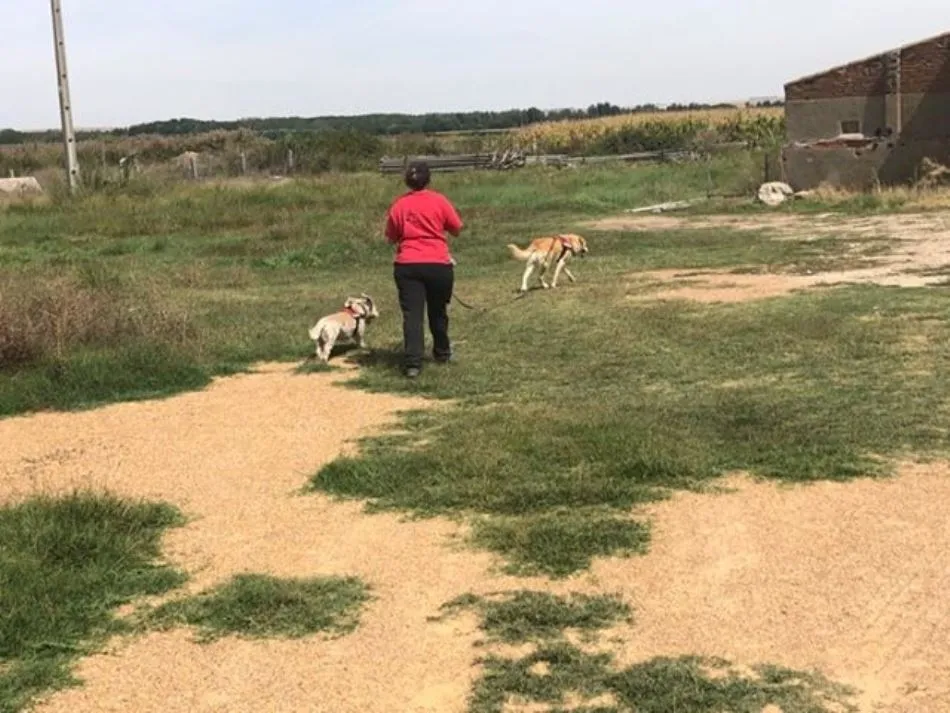 Foto 7 - Militares salmantinos y perros especializados refuerzan la b&uacute;squeda de la desaparecida...