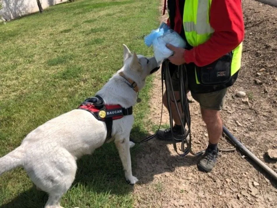 Foto 3 - Militares salmantinos y perros especializados refuerzan la b&uacute;squeda de la desaparecida...