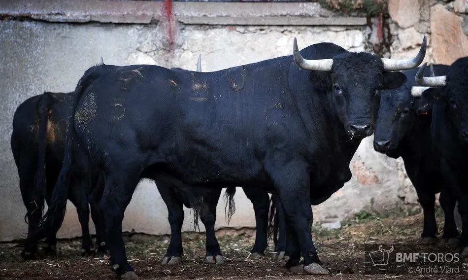 Foto 8 - Serio encierro de Adelaida Rodr&iacute;guez para la terna charra
