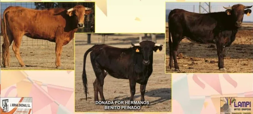 Vacas que protagonizarán el evento taurino de las fiestas