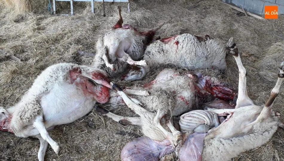 Ovejas muertas en el ataque registrado este viernes en Sobradillo