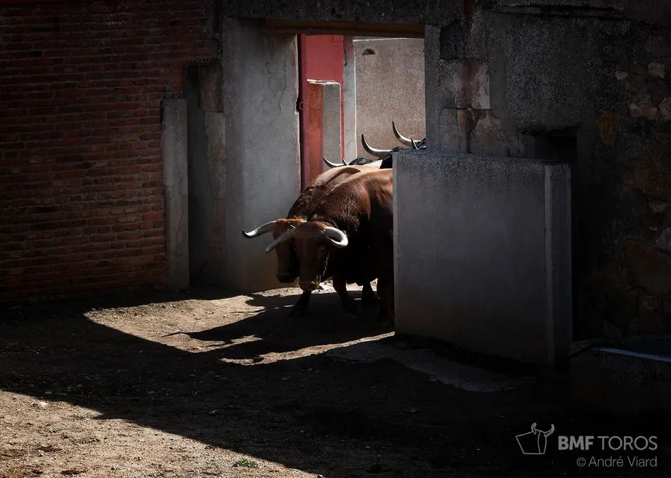 Foto 11 - Listos los toros de Montalvo para la presentaci&oacute;n de Urdiales y Aguado en La Glorieta