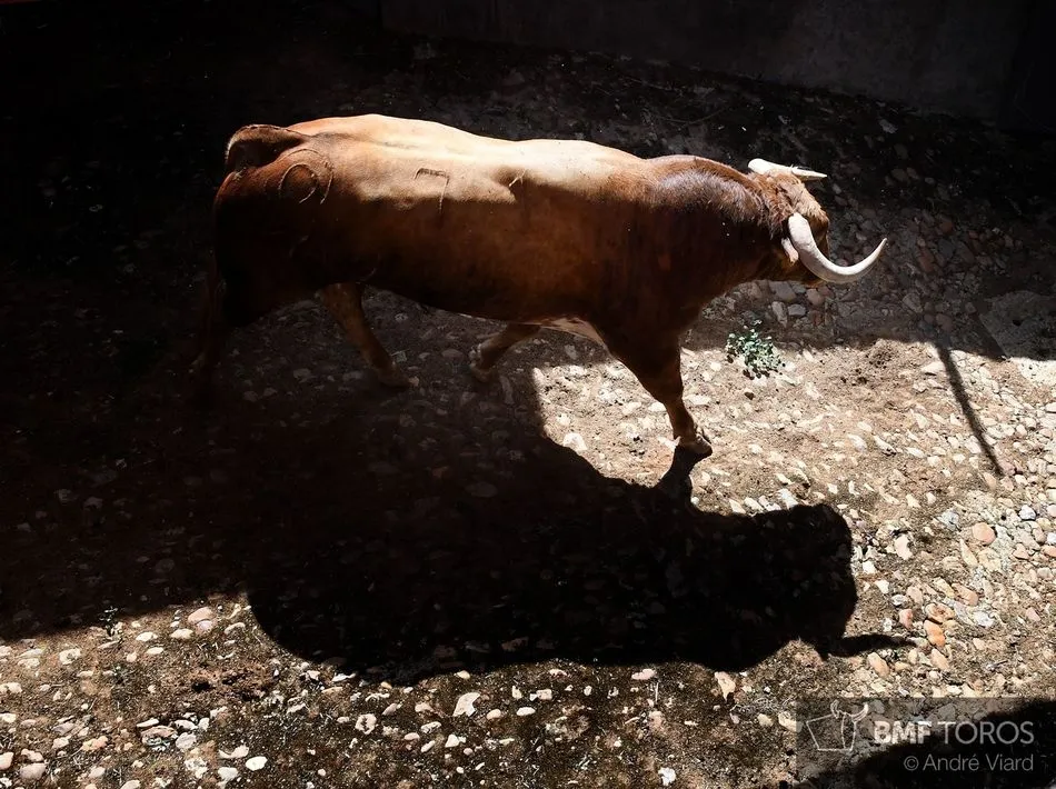Foto 10 - Listos los toros de Montalvo para la presentaci&oacute;n de Urdiales y Aguado en La Glorieta