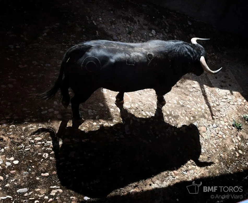 Foto 5 - Listos los toros de Montalvo para la presentaci&oacute;n de Urdiales y Aguado en La Glorieta