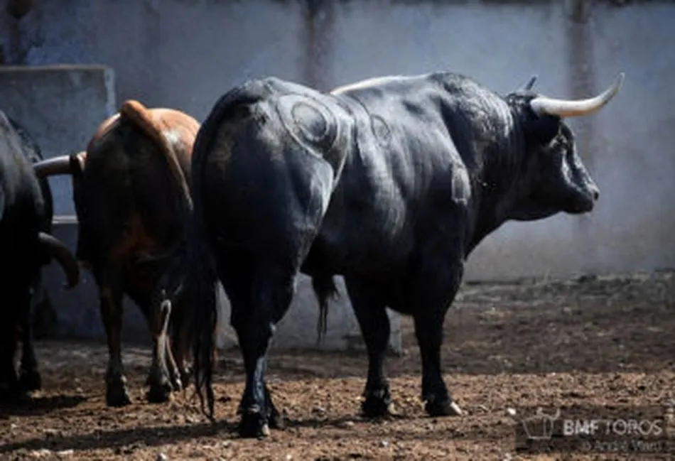 Foto 4 - Listos los toros de Montalvo para la presentaci&oacute;n de Urdiales y Aguado en La Glorieta