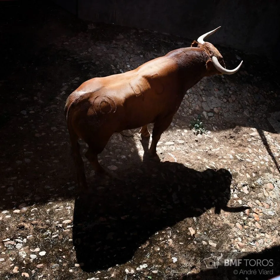 Foto 3 - Listos los toros de Montalvo para la presentaci&oacute;n de Urdiales y Aguado en La Glorieta