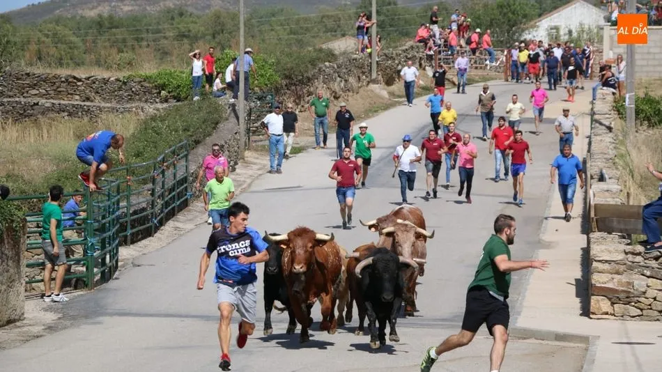 La manada de Valrubio tuvo ante sí dos bonitas carreras, una de ellas con emoción al final / REP. GRÁFICO: CORRAL
