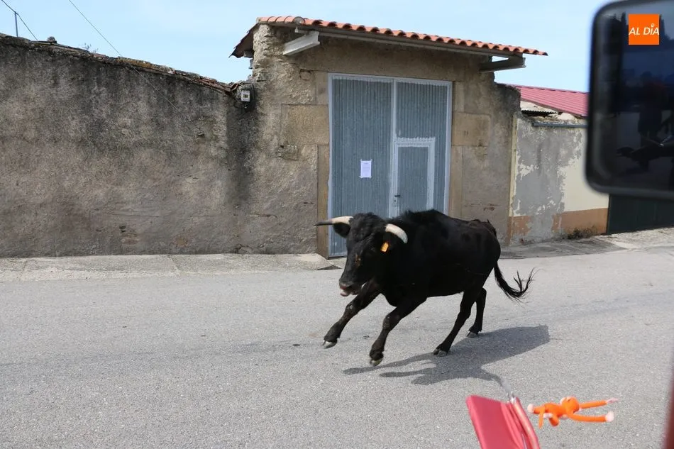 Foto 3 - Emocionante y limpio encierro de Valrubio en Barruecopardo  