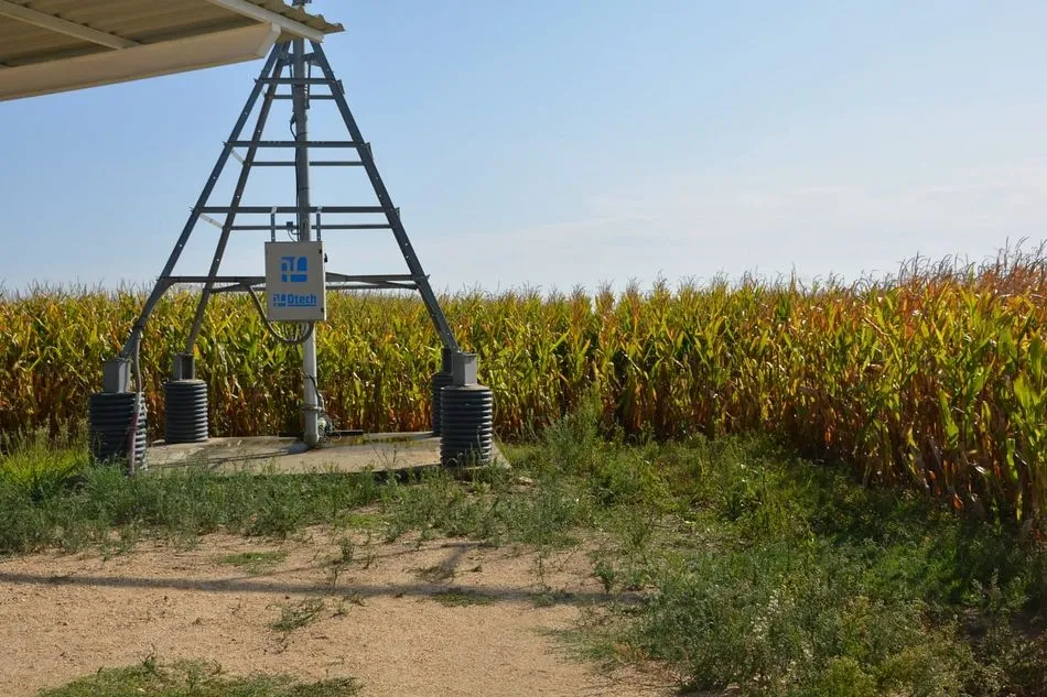 El cuerpo fue encontrado en un maizal cercano a la residencia