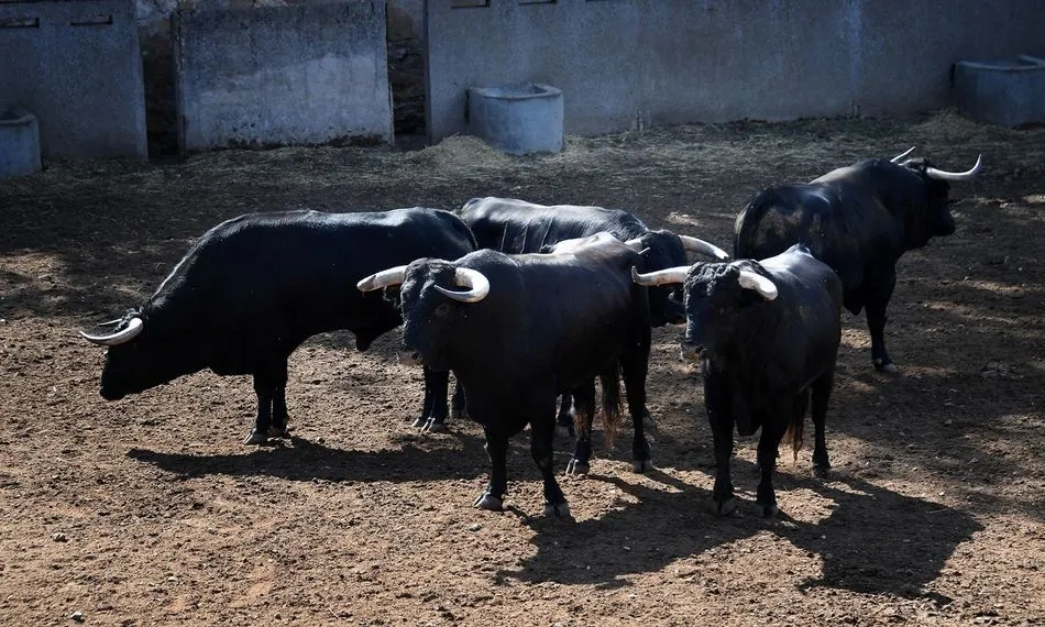 Toros de Garcigrande y Domingo Hernández para esta tarde. Foto: choperatoros.com