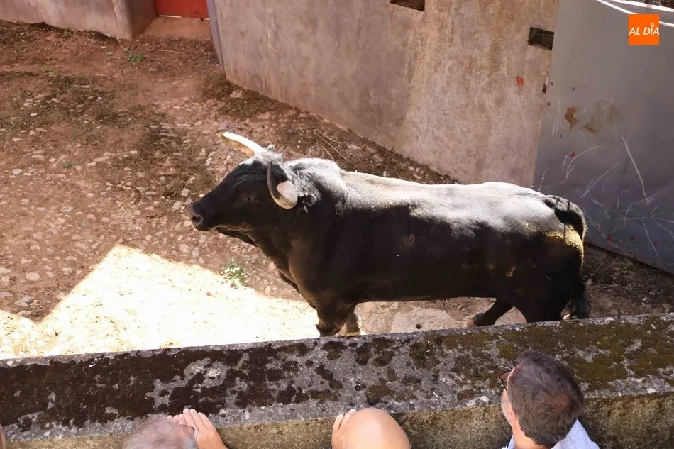 Foto 5 - Sorteados los de Garcigrande y Domingo Hern&aacute;ndez para Morante, El Juli y Cayetano