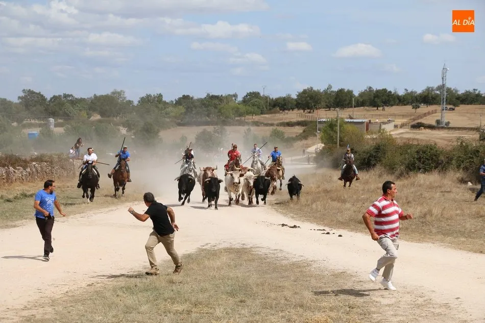 Foto 11 - Emocionante encierro a caballo en Ba&ntilde;ob&aacute;rez con novillos de Mart&iacute;n Cilleros  