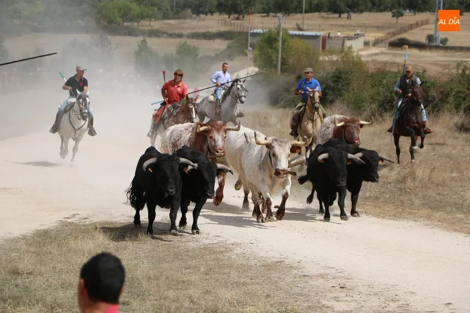 Foto 10 - Emocionante encierro a caballo en Ba&ntilde;ob&aacute;rez con novillos de Mart&iacute;n Cilleros  