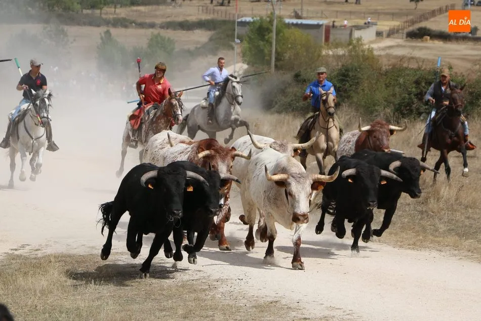 Foto 9 - Emocionante encierro a caballo en Ba&ntilde;ob&aacute;rez con novillos de Mart&iacute;n Cilleros  