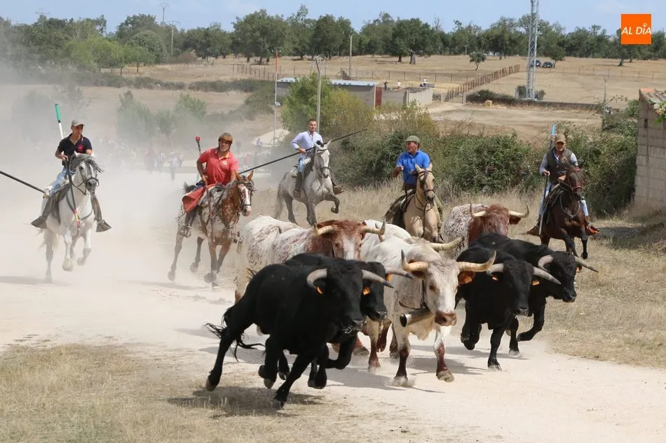 Foto 8 - Emocionante encierro a caballo en Ba&ntilde;ob&aacute;rez con novillos de Mart&iacute;n Cilleros  