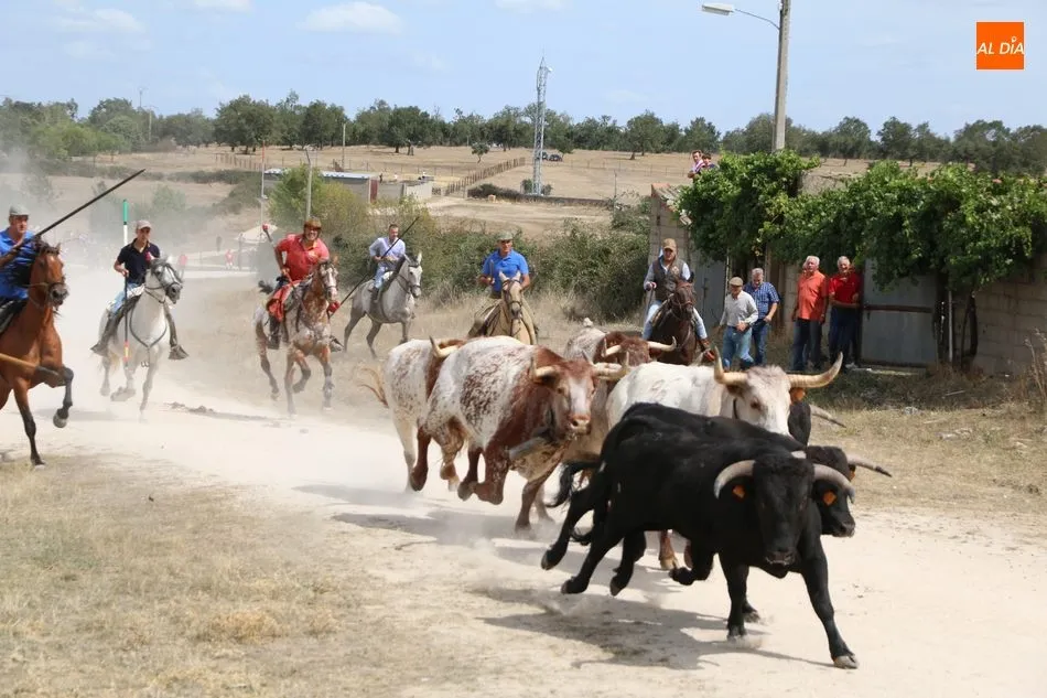 Foto 7 - Emocionante encierro a caballo en Ba&ntilde;ob&aacute;rez con novillos de Mart&iacute;n Cilleros  