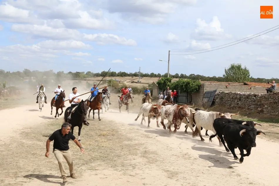 Foto 6 - Emocionante encierro a caballo en Ba&ntilde;ob&aacute;rez con novillos de Mart&iacute;n Cilleros  
