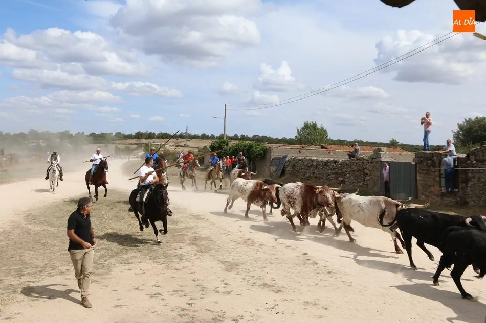 Foto 5 - Emocionante encierro a caballo en Ba&ntilde;ob&aacute;rez con novillos de Mart&iacute;n Cilleros  