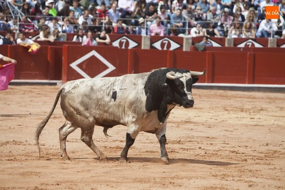 Foto 3 - Triunfo de Arturo Tapia y Luisan Mart&iacute;n en el concurso de recortes &lsquo;Ciudad de Salamanca&rsquo;