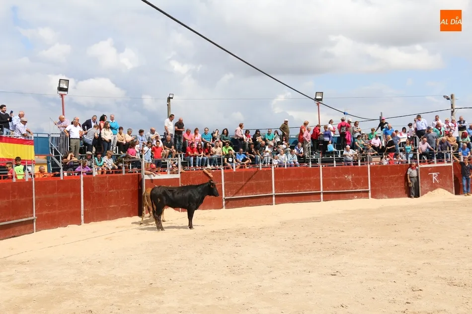 Foto 11 - Supers&oacute;nico encierro de los Hermanos S&aacute;nchez Gil para despedir las fiestas en Barruecopardo