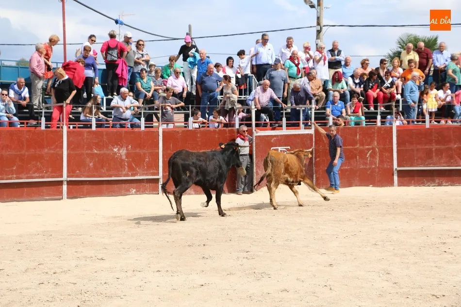 Foto 10 - Supers&oacute;nico encierro de los Hermanos S&aacute;nchez Gil para despedir las fiestas en Barruecopardo