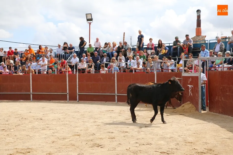 Foto 9 - Supers&oacute;nico encierro de los Hermanos S&aacute;nchez Gil para despedir las fiestas en Barruecopardo