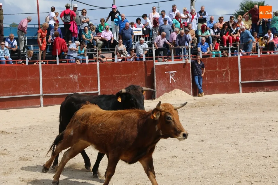 Foto 7 - Supers&oacute;nico encierro de los Hermanos S&aacute;nchez Gil para despedir las fiestas en Barruecopardo