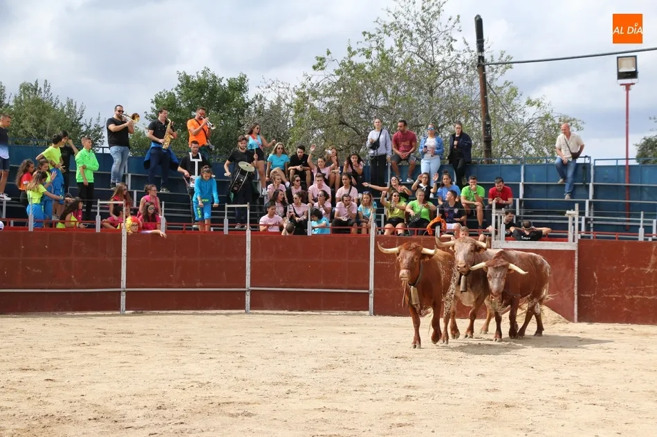 Foto 2 - Supers&oacute;nico encierro de los Hermanos S&aacute;nchez Gil para despedir las fiestas en Barruecopardo