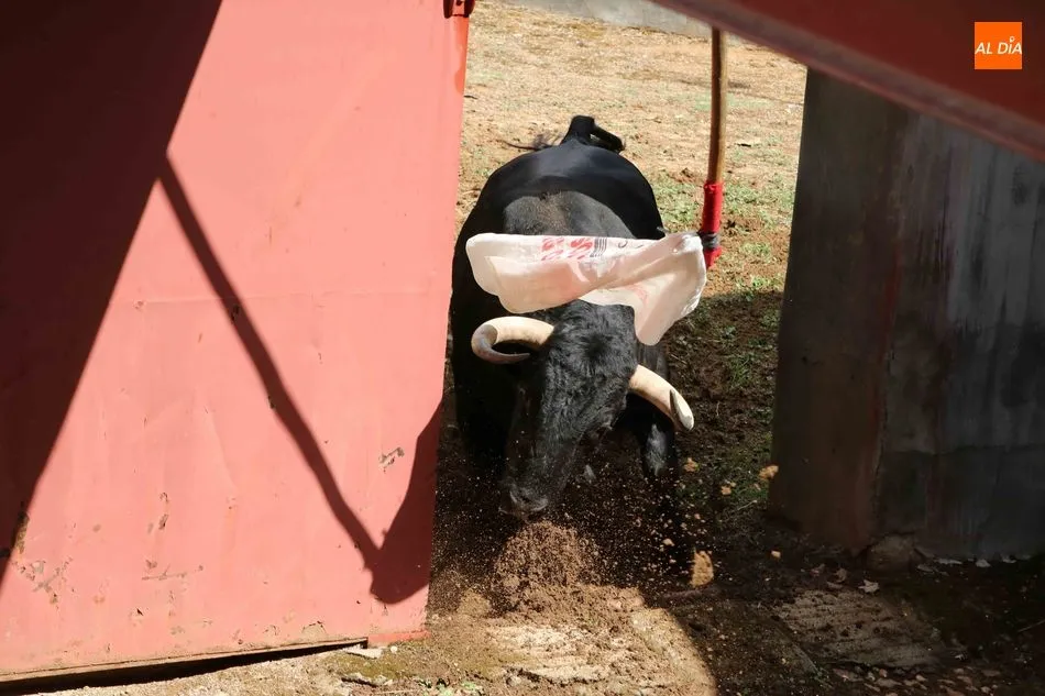 Foto 10 - Listos los seis toros de N&uacute;&ntilde;ez del Cuvillo para la quinta de abono