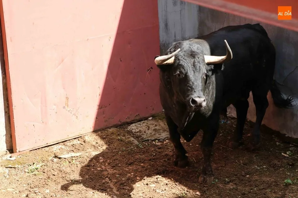 Foto 9 - Listos los seis toros de N&uacute;&ntilde;ez del Cuvillo para la quinta de abono