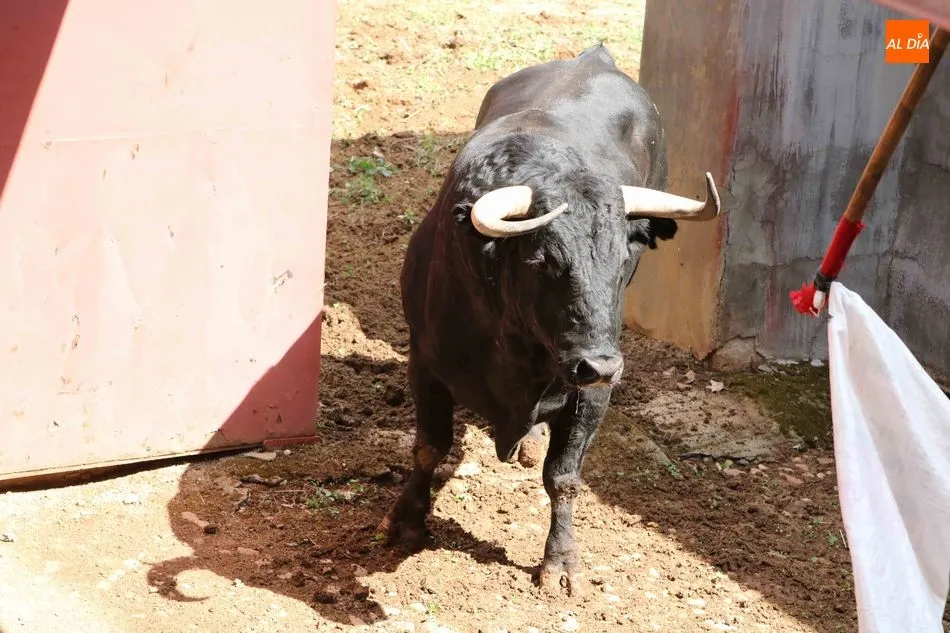 Foto 7 - Listos los seis toros de N&uacute;&ntilde;ez del Cuvillo para la quinta de abono