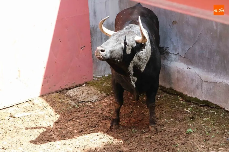 Foto 8 - Listos los seis toros de N&uacute;&ntilde;ez del Cuvillo para la quinta de abono