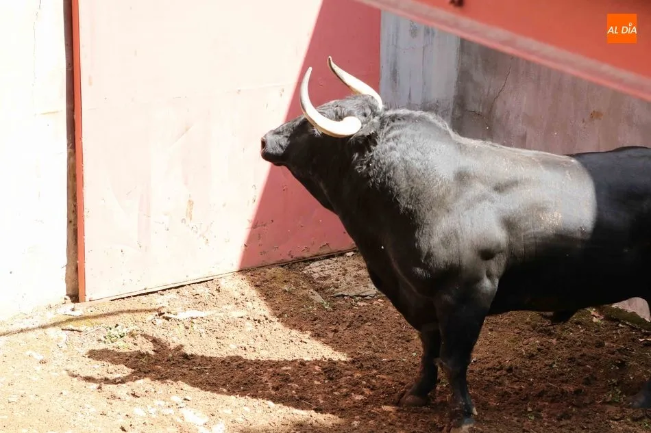 Foto 6 - Listos los seis toros de N&uacute;&ntilde;ez del Cuvillo para la quinta de abono