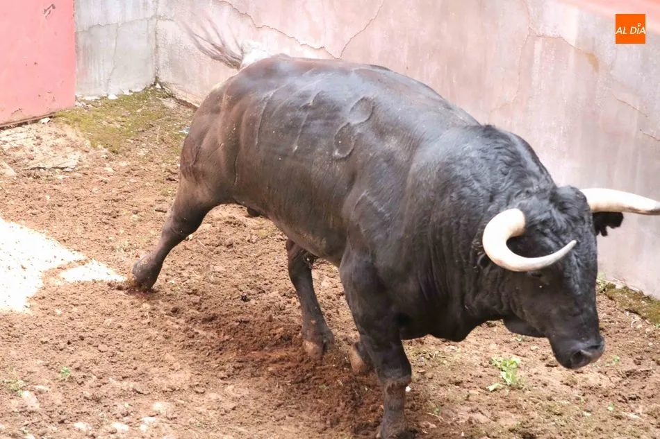 Foto 5 - Listos los seis toros de N&uacute;&ntilde;ez del Cuvillo para la quinta de abono