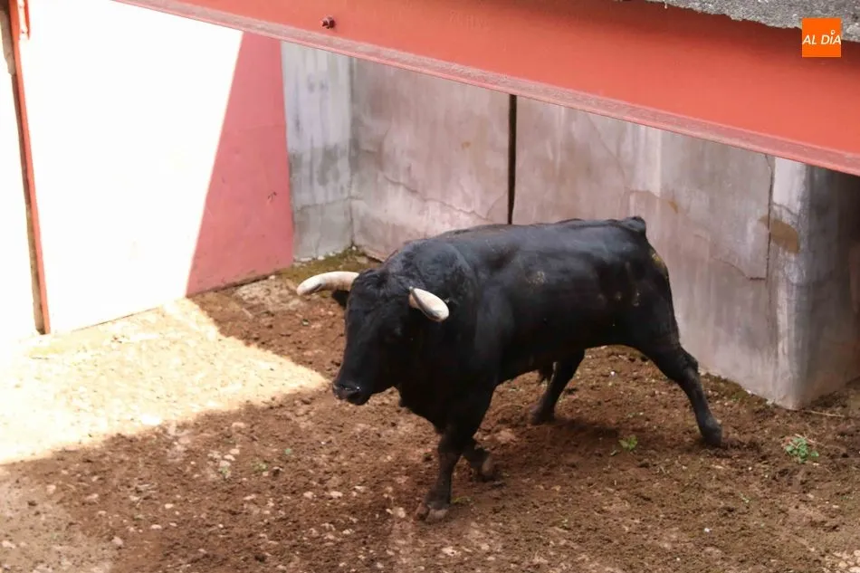 Foto 4 - Listos los seis toros de N&uacute;&ntilde;ez del Cuvillo para la quinta de abono