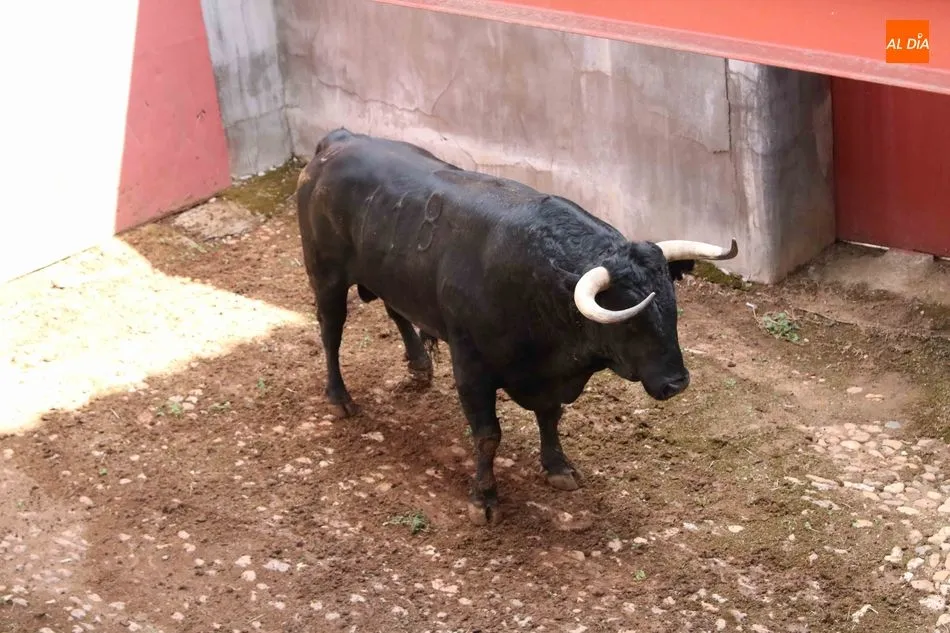 Foto 3 - Listos los seis toros de N&uacute;&ntilde;ez del Cuvillo para la quinta de abono