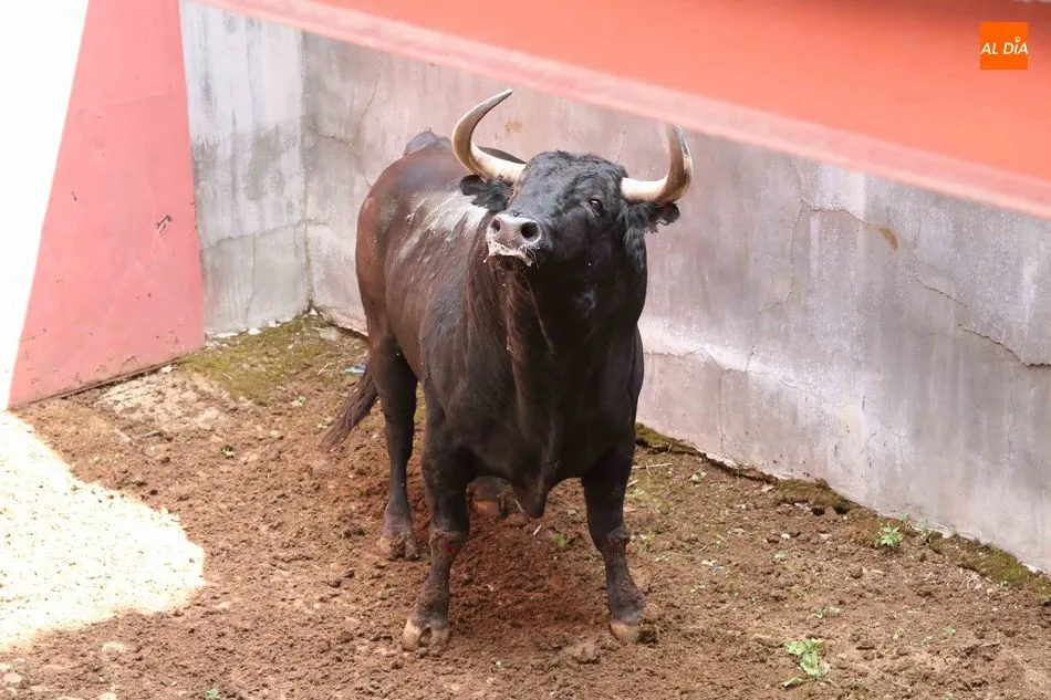 Foto 2 - Listos los seis toros de N&uacute;&ntilde;ez del Cuvillo para la quinta de abono