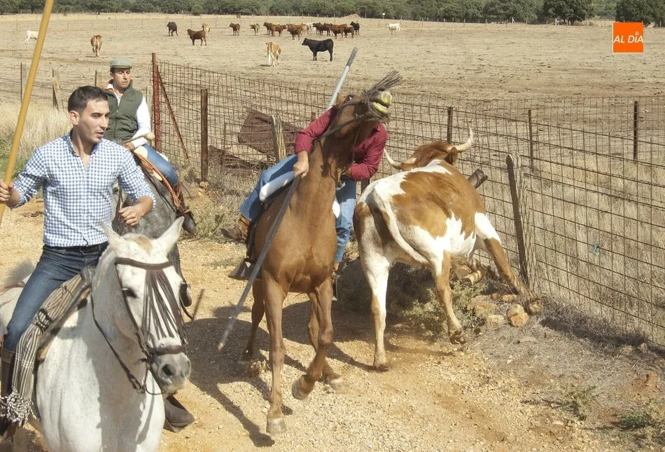 Momento en el que Sito Sevillano estuvo a punto de irse al suelo en pleno encierro | Fotos Adrián Martín