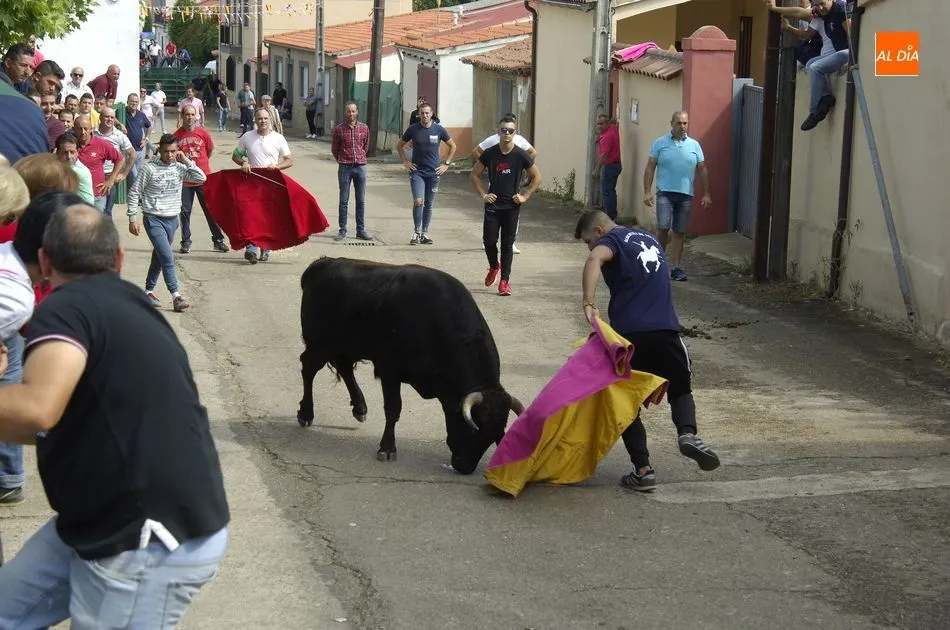 Foto 10 - Los astados brindan varios momentos de peligro en el encierro a caballo de Aldehuela de Yeltes  