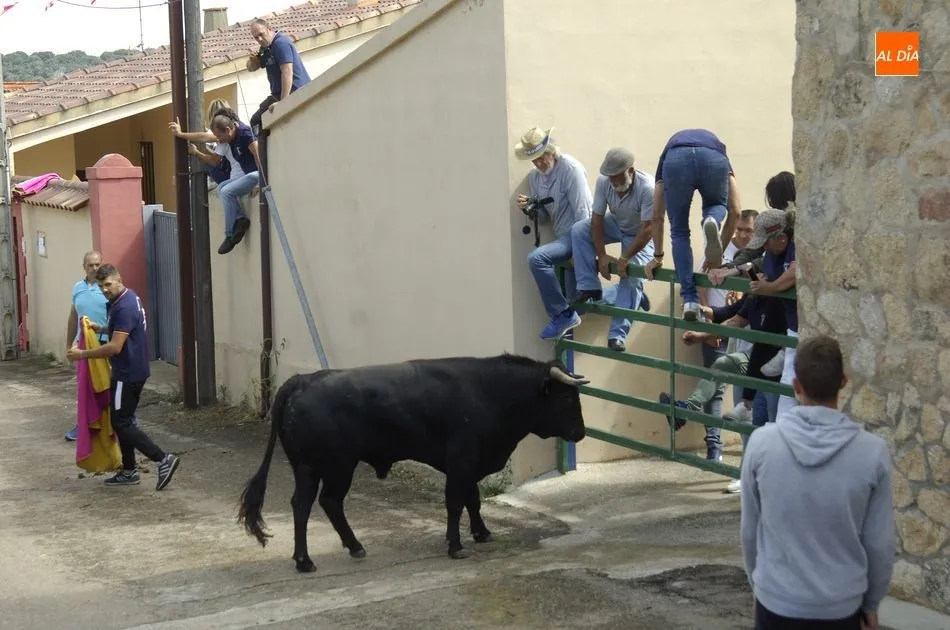 Foto 8 - Los astados brindan varios momentos de peligro en el encierro a caballo de Aldehuela de Yeltes  