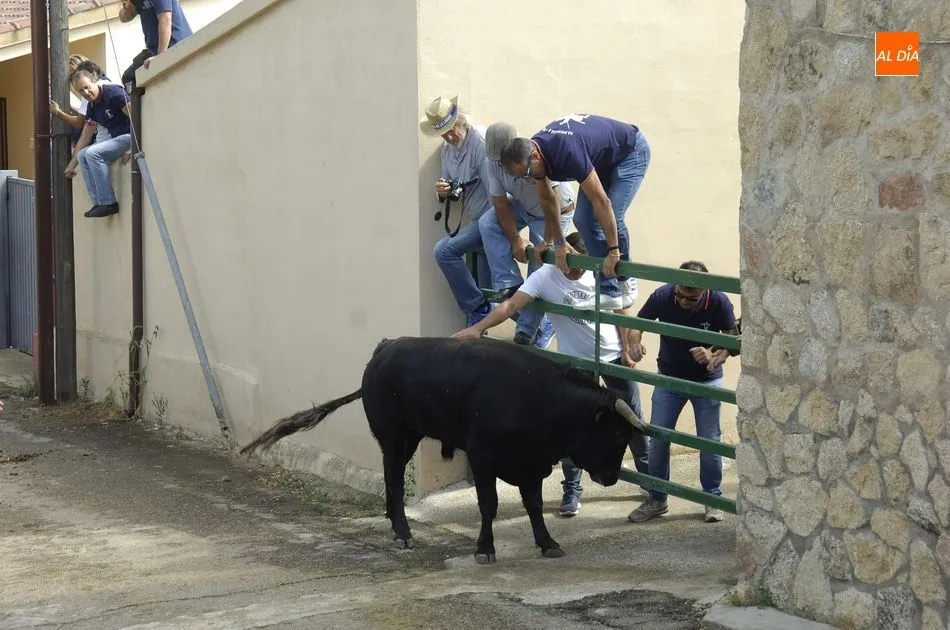 Foto 6 - Los astados brindan varios momentos de peligro en el encierro a caballo de Aldehuela de Yeltes  
