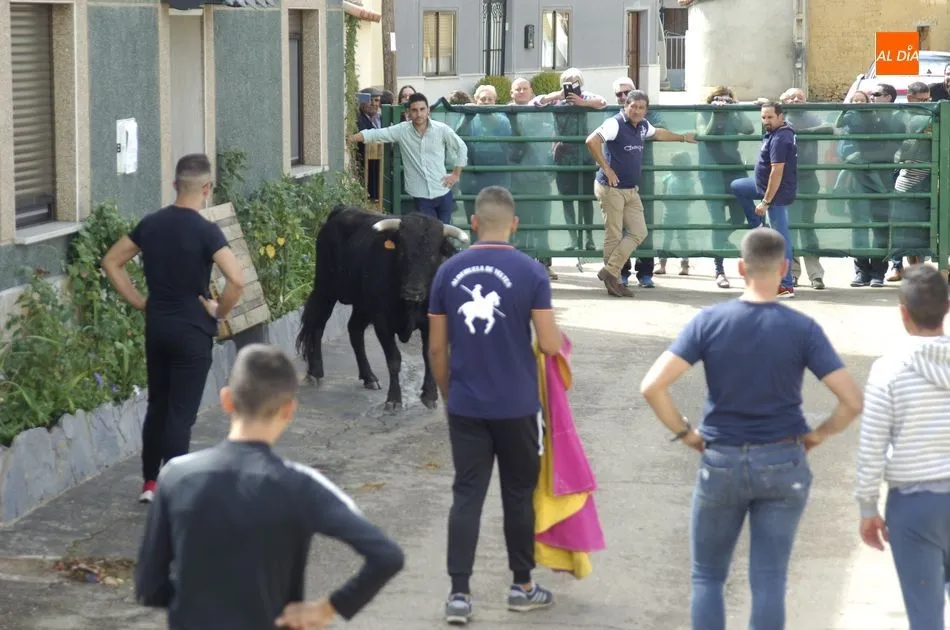 Foto 9 - Los astados brindan varios momentos de peligro en el encierro a caballo de Aldehuela de Yeltes  