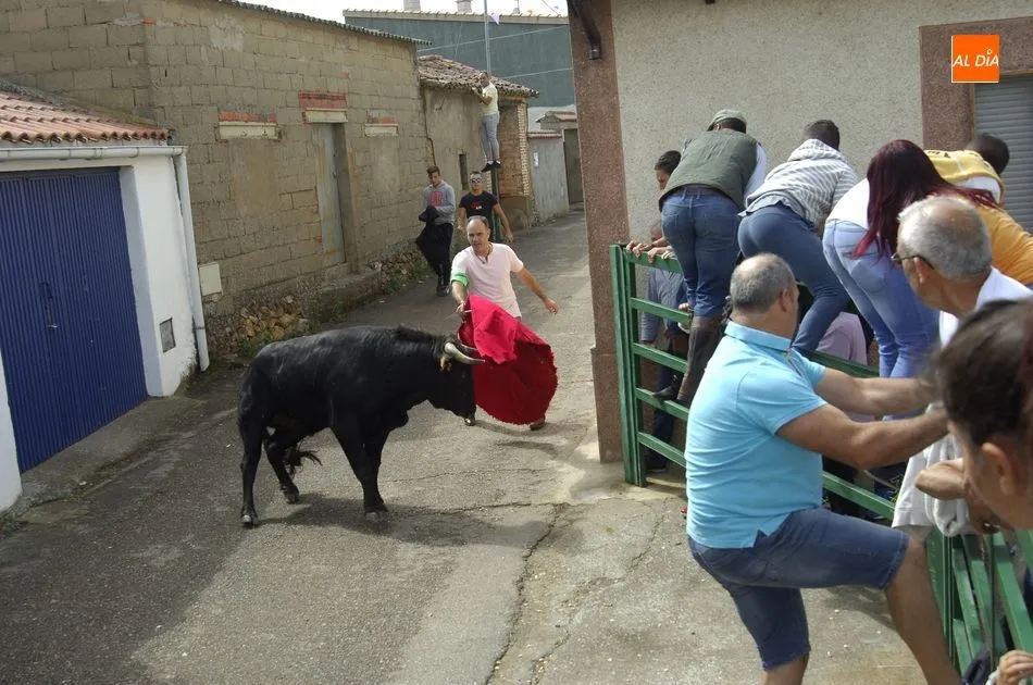 Foto 11 - Los astados brindan varios momentos de peligro en el encierro a caballo de Aldehuela de Yeltes  
