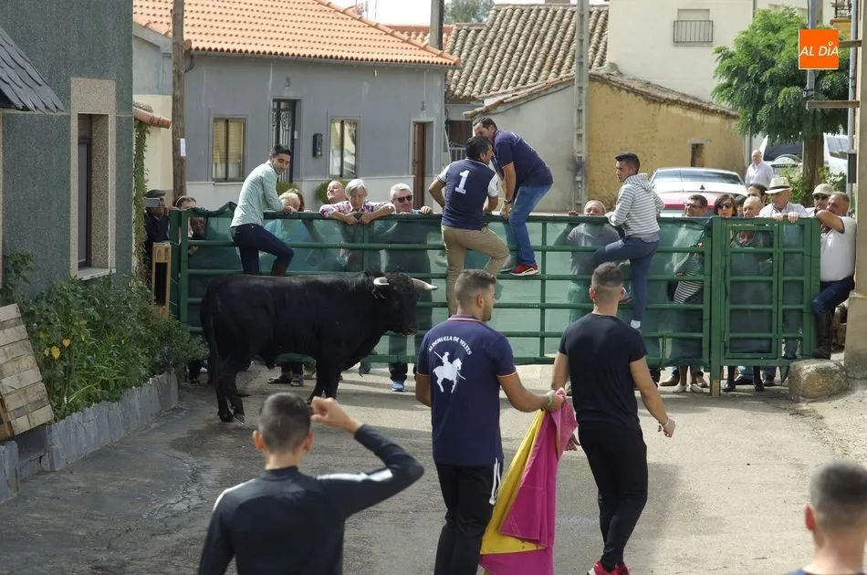 Foto 7 - Los astados brindan varios momentos de peligro en el encierro a caballo de Aldehuela de Yeltes  