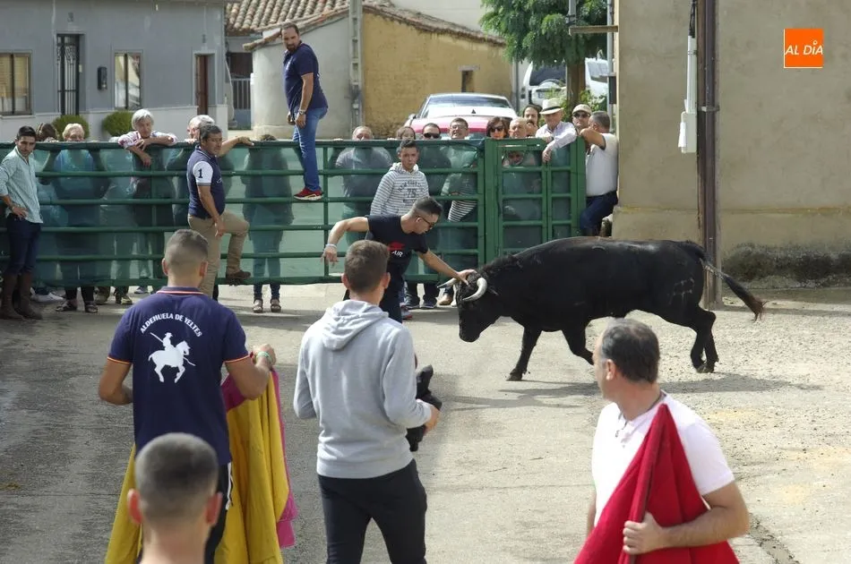 Foto 4 - Los astados brindan varios momentos de peligro en el encierro a caballo de Aldehuela de Yeltes  