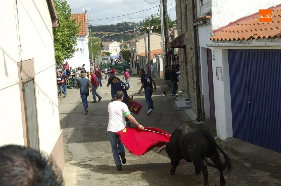 Foto 3 - Los astados brindan varios momentos de peligro en el encierro a caballo de Aldehuela de Yeltes  
