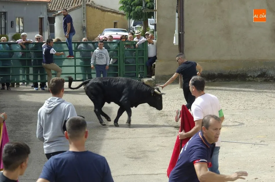 Foto 5 - Los astados brindan varios momentos de peligro en el encierro a caballo de Aldehuela de Yeltes  