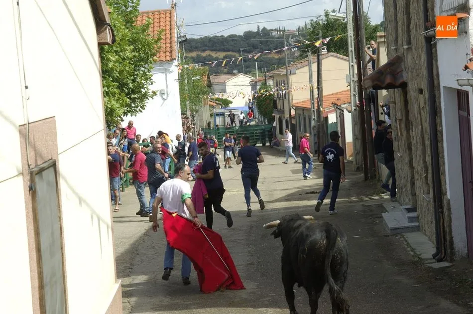 Foto 2 - Los astados brindan varios momentos de peligro en el encierro a caballo de Aldehuela de Yeltes  
