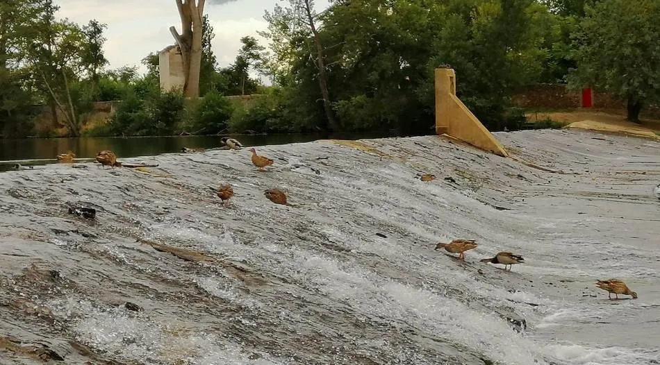 Los patos ‘se adueñan’ de La Pesquera  