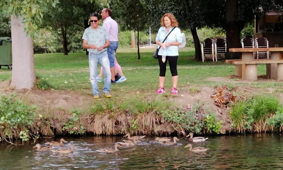 Foto 6 - Los patos &lsquo;se adue&ntilde;an&rsquo; de La Pesquera  